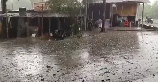 নাটোরে শিলাবৃষ্টি: চলনবিলে বোরো ধান, আমসহ ফসলের ব্যাপক ক্ষতি